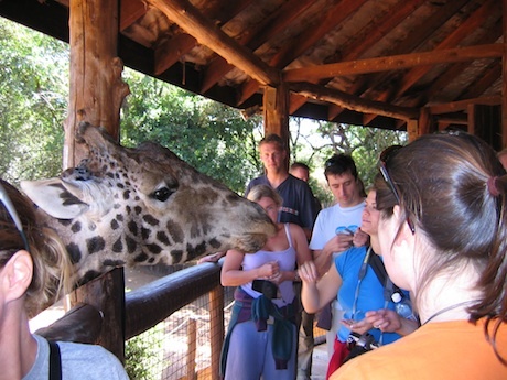 Day out visiting giraffes  